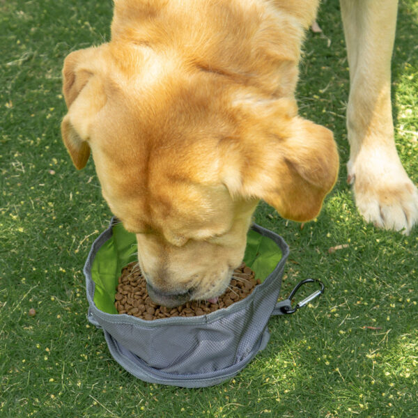Pet bowl next to water bottle