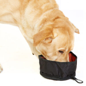 Large size bowl with kibble