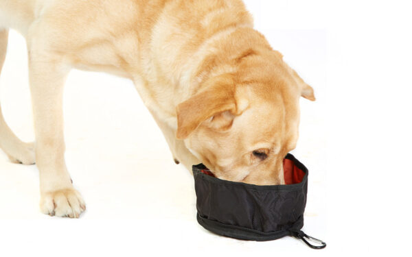 Large size bowl with kibble