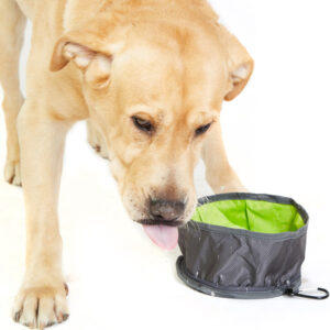 Dog drinking from bowl during walk