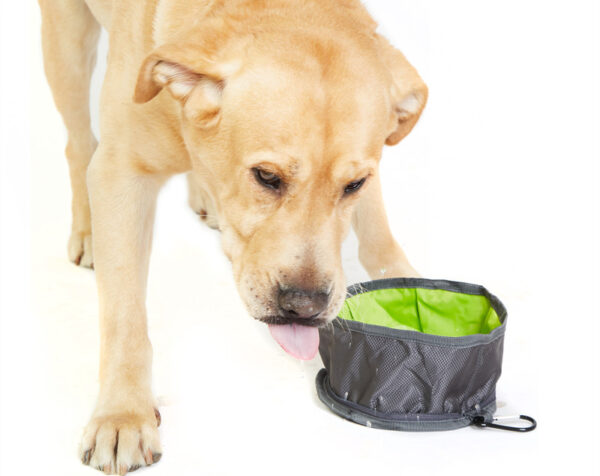 Dog drinking from bowl during walk